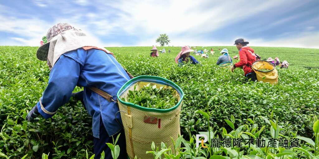 picking tea leaves